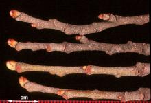 twigs and buds, winter