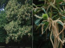 male catkin senescence