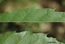 leaf margin
