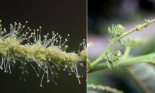 male and female flowers