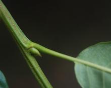 stem and bud, summer