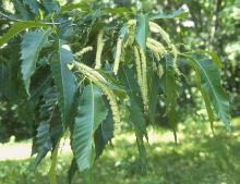 male flower clusters and leaves
