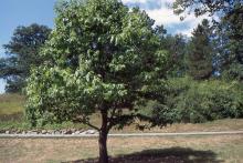 plant habit