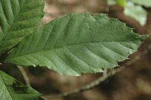 leaf