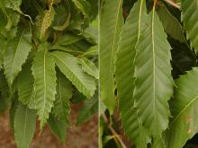 leaves