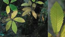 leaves, fall