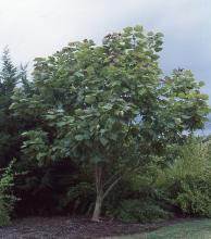 plant habit