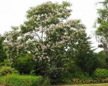 plant habit, flowering