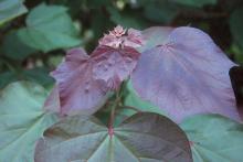 expanding leaves, July