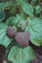 leaves, August