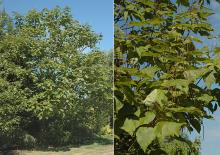 plant habit and leaves, fruiting