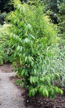 plant habit