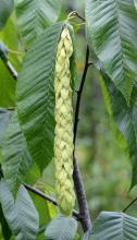 developing fruit cluster