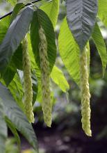 developing fruit clusters