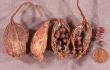 fruit and seeds