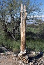 remnant of inner woody vascular structure