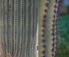 ribs and spines ("thorns")