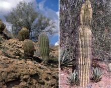 plant habit, young
