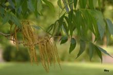 spent male catkins and leaves