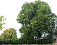 plant habit, large tree
