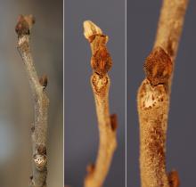 winter twigs, buds