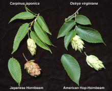 shoot, leaf and fruit, comparion