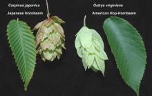 leaf and fruit, comparison
