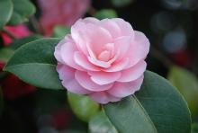 flower and leaves