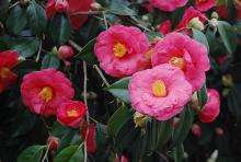 flowers and leaves