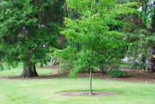 plant habit