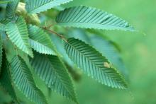 leaves