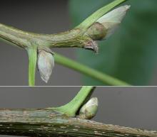 buds, summer