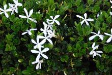 flowers and foliage flowers and foliage