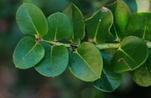 leaves leaves