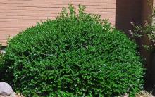 plant habit plant habit