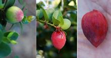 unripe and ripe fruit unripe and ripe fruit