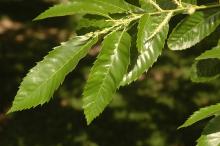 leafy shoot, early summer