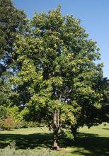 plant habit, fall fruiting