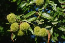 fruit and leaves
