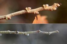 twigs, buds, fall and winter