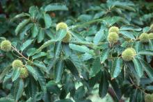 leafy shoots and fruit, summer