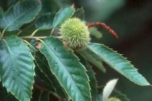 leaves and fruit