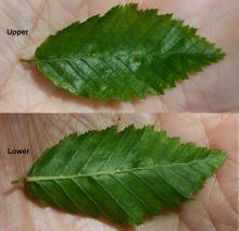 leaf leaf