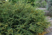 plant habit, spring flowering
