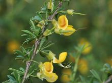 leaves and flowers