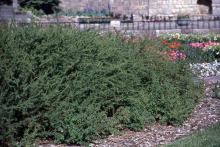 plant habit, summer