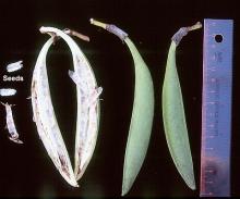 fruit and seeds