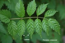 leaf