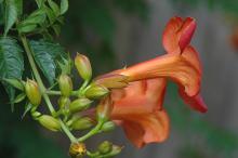 flower buds and flowers