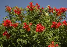 flowers and leaves